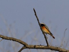 Rougequeue