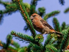 Bec croise des sapins