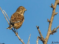 Linotte