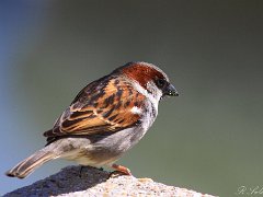Moineau
