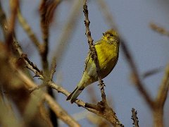 Verdier Serin