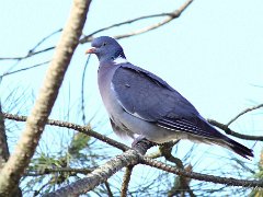 pigeon