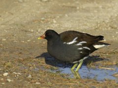 Gallinules  Foulques