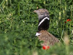 Rallides-Gallinaces