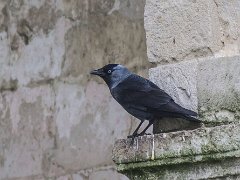 Corvides