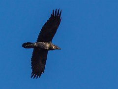 grand corbeau