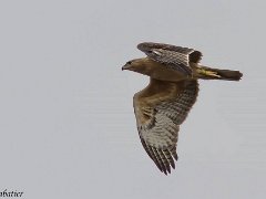 Aigles