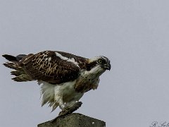 Rapaces