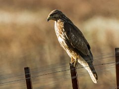 buse variable