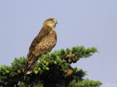 Circaetes  Eperviers