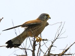Faucons  Vautours