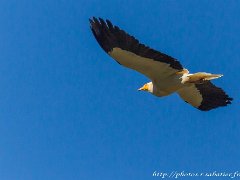 vautour percnoptere