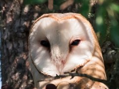 Rapaces nocturne