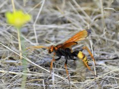 Hymenoptera