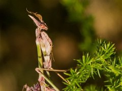 Mantes Empuses Fasme