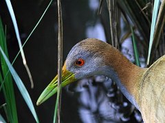 Parc Ornithologique